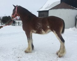 Zuchtstute RSL Spectra's Emma (Clydesdale, 2011, von Willow Way Emerson)