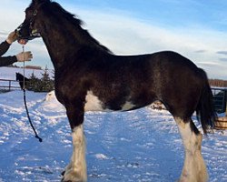 Pferd RSL Cassie (Clydesdale, 2014, von Terragold Picasso)