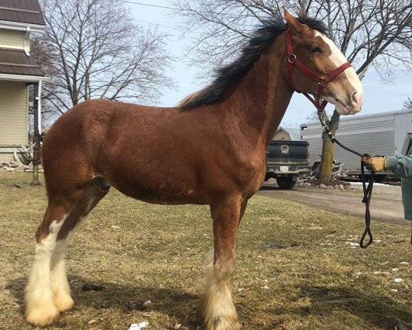 Pferd Roy-A-Lea BHQ Gordy (Clydesdale, 2017, von Brunt-Hill Quade)