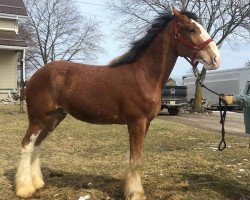 horse Roy-A-Lea BHQ Gordy (Clydesdale, 2017, from Brunt-Hill Quade)