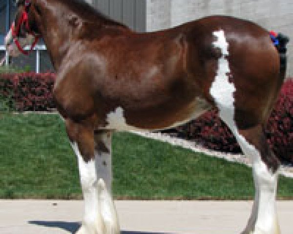 Pferd Royal Warwick's Samantha (Clydesdale, 2005, von Cal-Eden Major Warwick)