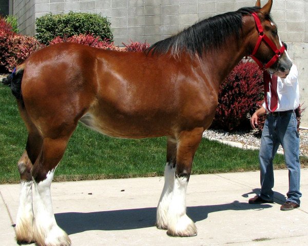 broodmare Royal Warwick's Camille (Clydesdale, 2003, from Cal-Eden Major Warwick)