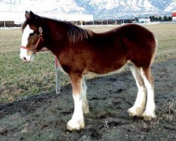 Pferd Royal Ace's Finale (Clydesdale, 2012, von Royal Perfection Ace)