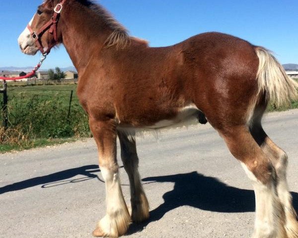 Pferd Royal Marvel (Clydesdale, 2015, von Webbs Clydesdales Prince)