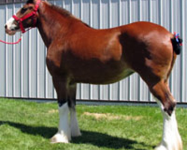 Zuchtstute Royal Samantha's Glory (Clydesdale, 2003, von Cal-Eden Major Warwick)