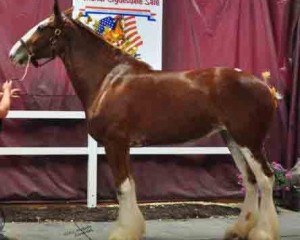 horse Royal Oaks Tanqueray (Clydesdale, 2006, from Redd Barney's Desert Stone)