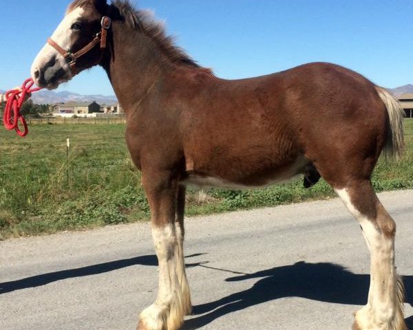 horse Royal Excellence (Clydesdale, 2015, from Webbs Clydesdales Prince)