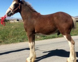 Pferd Royal Excellence (Clydesdale, 2015, von Webbs Clydesdales Prince)