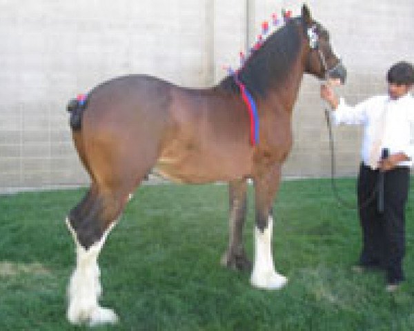 Deckhengst Royal Victoria's Reginald (Clydesdale, 2003, von Cal-Eden Major Warwick)