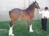 stallion Royal Victoria's Reginald (Clydesdale, 2003, from Cal-Eden Major Warwick)