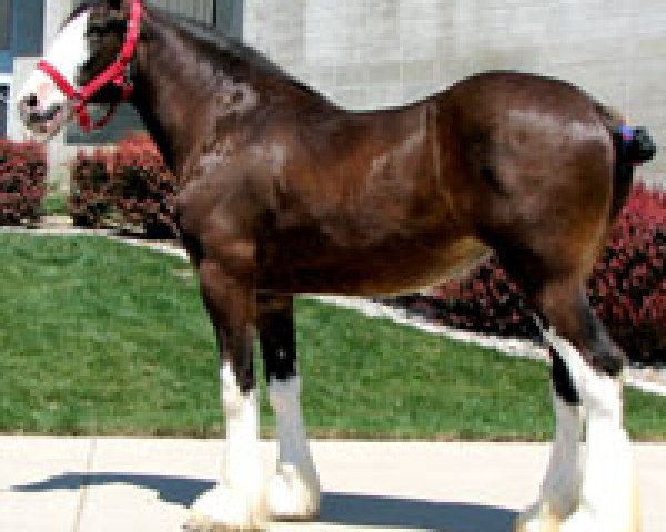 broodmare Royal Lady Victoria (Clydesdale, 2006, from Royal Victoria's Reginald)