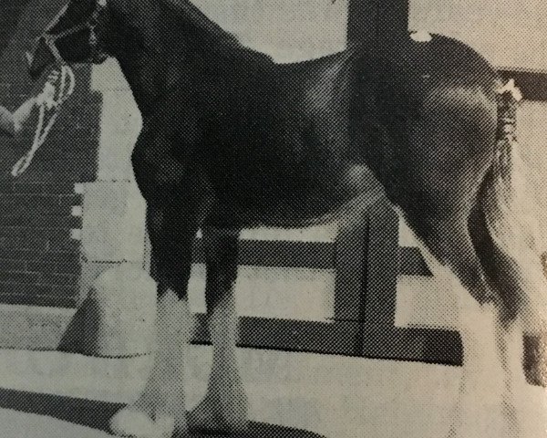 horse Royal Harvest Mindy (Clydesdale, 1987, from Tweedsdale Brunty's Lad)