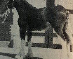 Pferd Royal Harvest Mindy (Clydesdale, 1987, von Tweedsdale Brunty's Lad)