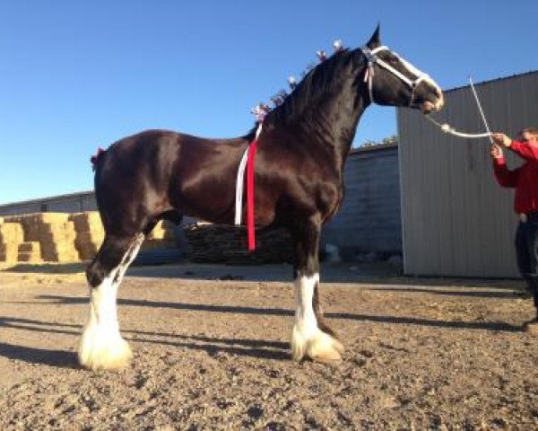 Pferd Royal Kendrick (Clydesdale, 2010, von Cal-Eden Major Warwick)