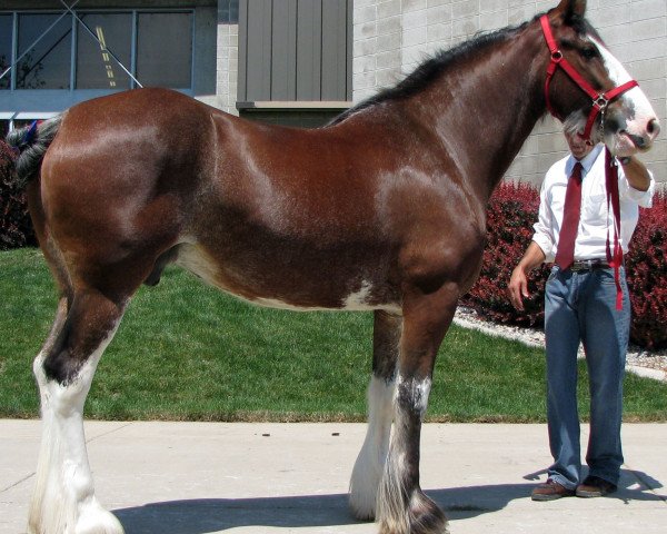 broodmare Royal Eli's Lady Kate (Clydesdale, 2002, from Armageddon's Lord Elijah)