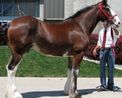 Zuchtstute Royal Eli's Lady Kate (Clydesdale, 2002, von Armageddon's Lord Elijah)