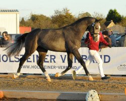 jumper Toscolani (Holsteiner, 2015, from Tornesch)