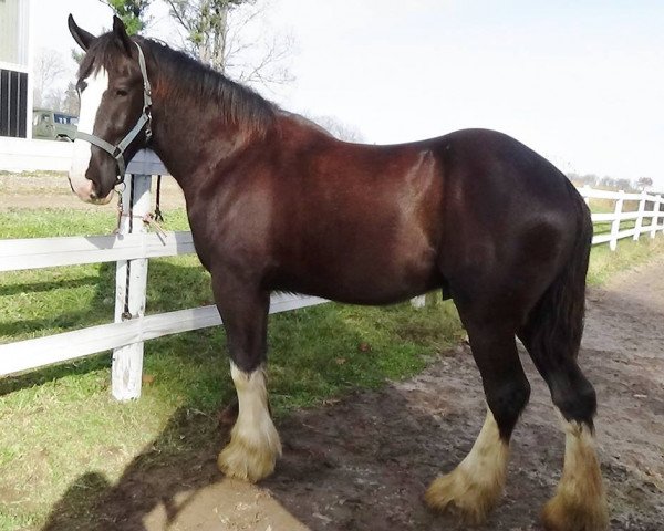 horse Royal Dot Colby (Clydesdale, 2014, from Mountain Meadows Lord Elijah)