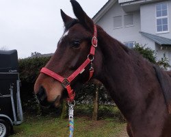 broodmare Oya Roxana (Oldenburg, 2018, from Fürst Wilhelm)