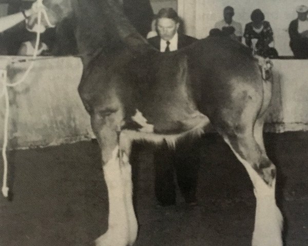 horse Royal Classic Jacob (Clydesdale, 1992, from Crown Vetch Royal Classic)