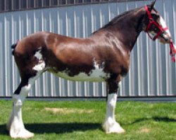 Zuchtstute Royal Jet Setter's Angel (Clydesdale, 2000, von Greendykes Jet Setter)