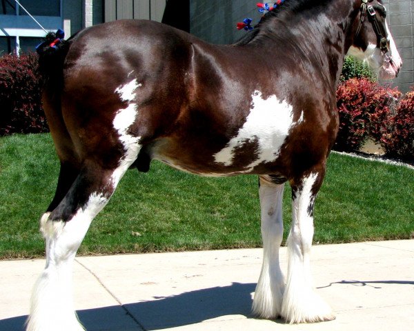 stallion Royal Augustus Warwick (Clydesdale, 2004, from Cal-Eden Major Warwick)