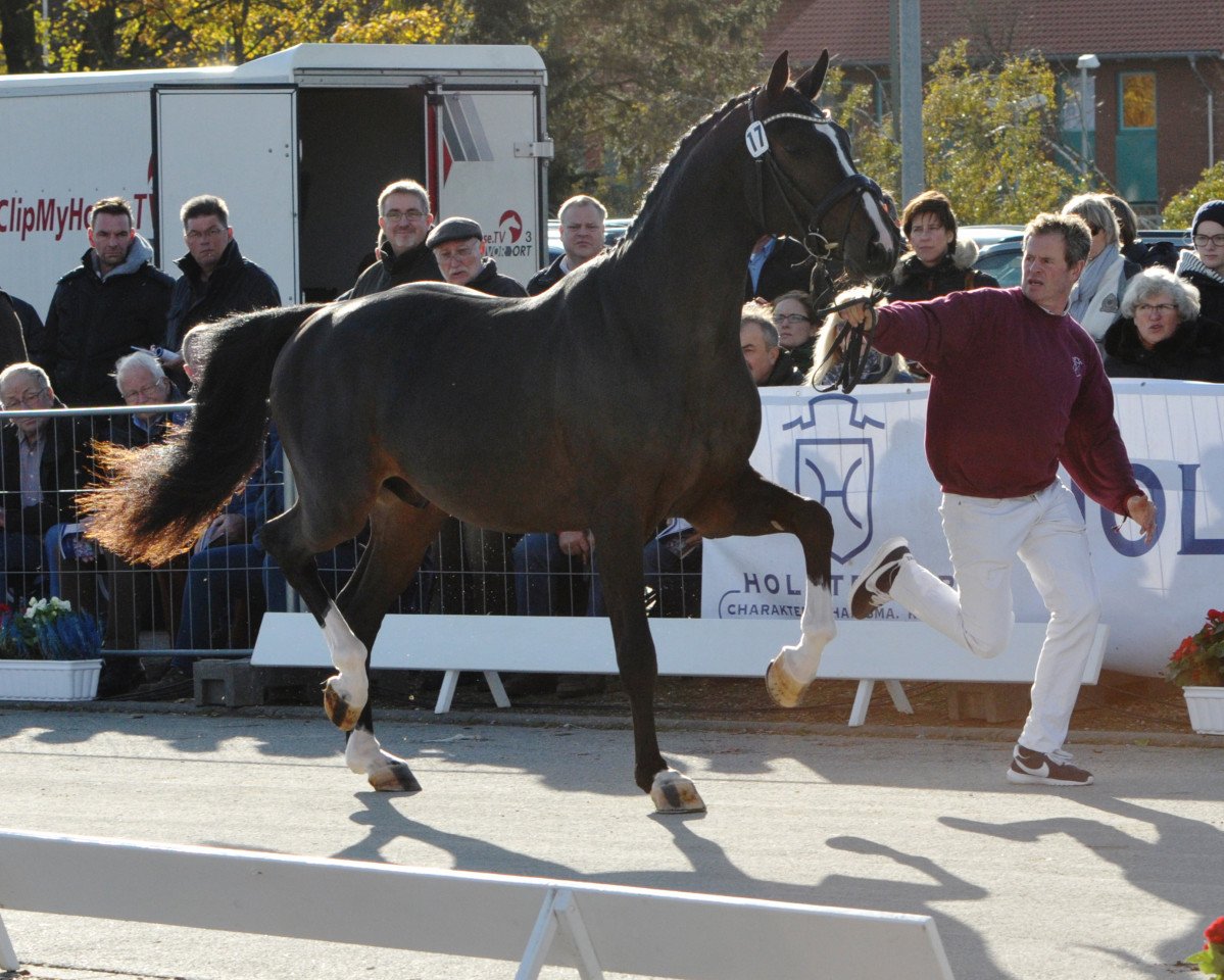 stallion Cassado Ask (Holsteiner, 2015, from Casall Ask)