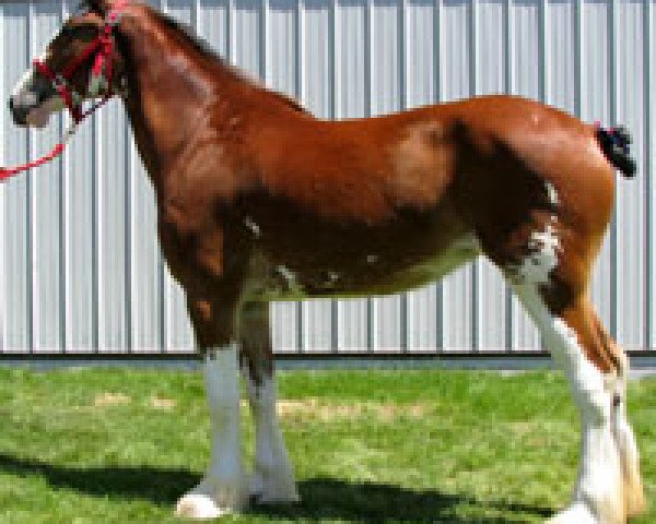 Pferd Royal Angel's Elegance (Clydesdale, 2007, von Royal Augustus Warwick)