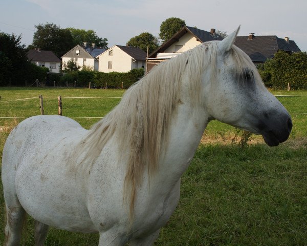 Deckhengst Nautilus (Deutsches Reitpony, 1997, von Nachtflug)