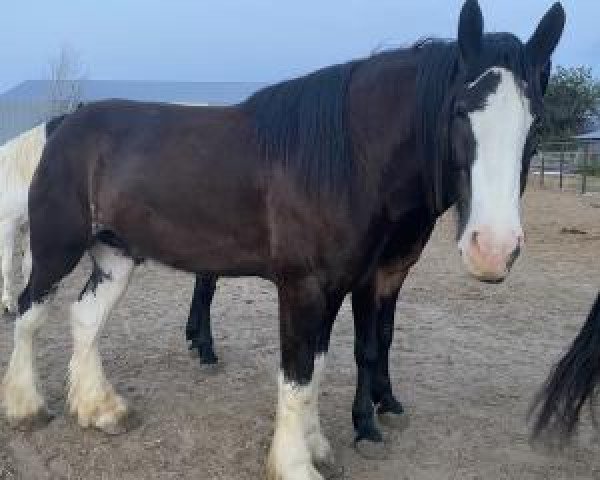 horse Mckeown's H.A. Granite (Clydesdale, 2016, from Stoneyleigh Highland Austin)