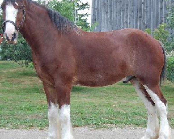 Pferd Rosedale Inspector Angus (Clydesdale, 2007, von Willow Way Darius)