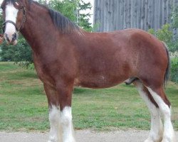 horse Rosedale Inspector Angus (Clydesdale, 2007, from Willow Way Darius)