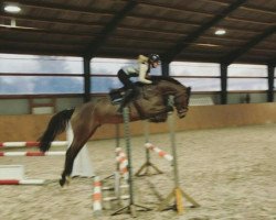 jumper Casirius H (Oldenburg show jumper, 2016, from Casiro I)