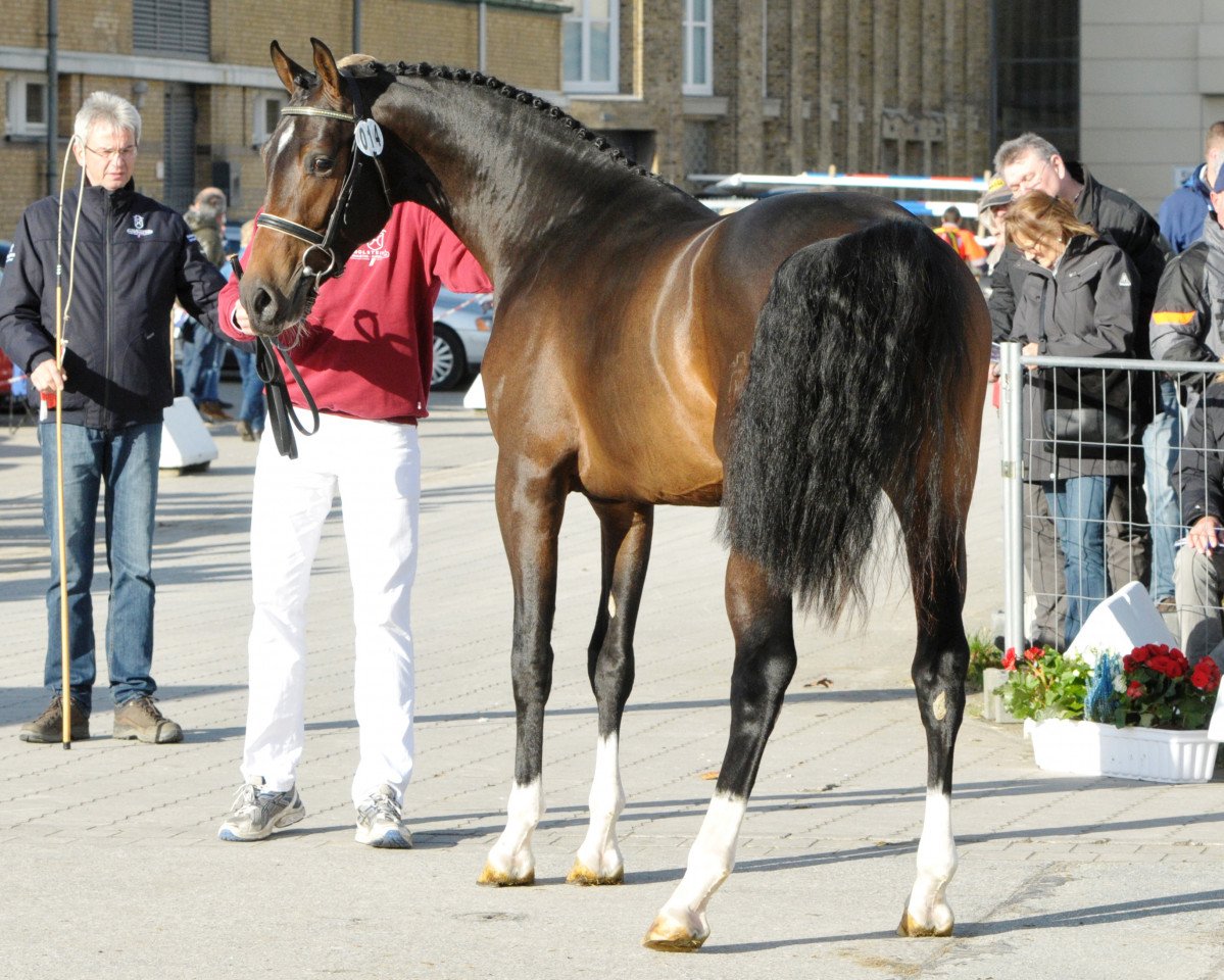 stallion C-Future (Holsteiner, 2015, from Casall Ask)