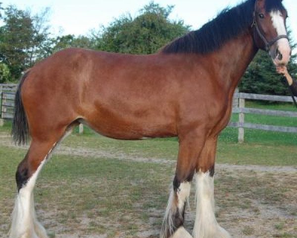 Pferd Rosedale D.D. Cait (Clydesdale, 2010, von Deighton Dominator)