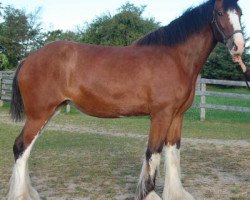 horse Rosedale D.D. Cait (Clydesdale, 2010, from Deighton Dominator)