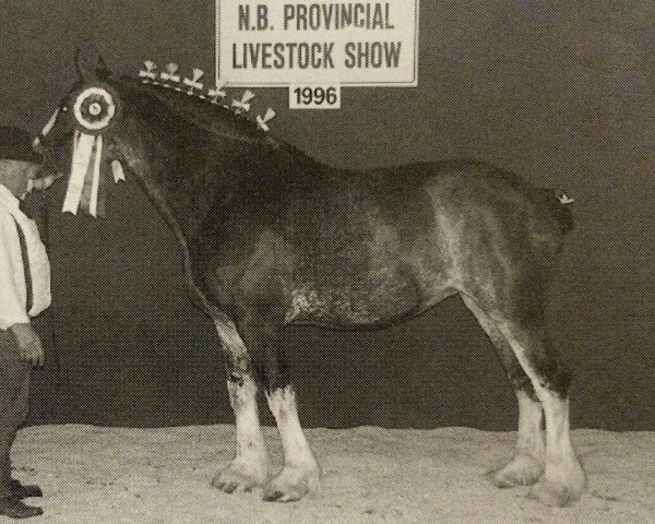 broodmare Rosebank Ideal April Bride (Clydesdale, 1991, from Ideal Castle Kaeser)