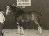 Zuchtstute Rosebank Ideal April Bride (Clydesdale, 1991, von Ideal Castle Kaeser)