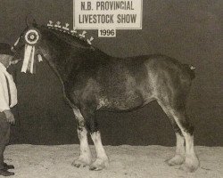 Zuchtstute Rosebank Ideal April Bride (Clydesdale, 1991, von Ideal Castle Kaeser)