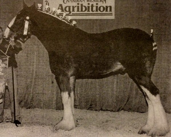 Pferd Rose Hill Grover (Clydesdale, 2001, von Torrs Quicksilver)