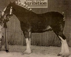 horse Rose Hill Grover (Clydesdale, 2001, from Torrs Quicksilver)