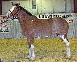 Zuchtstute Rose Hill Cole (Clydesdale, 1999, von Torrs Cup Winner)