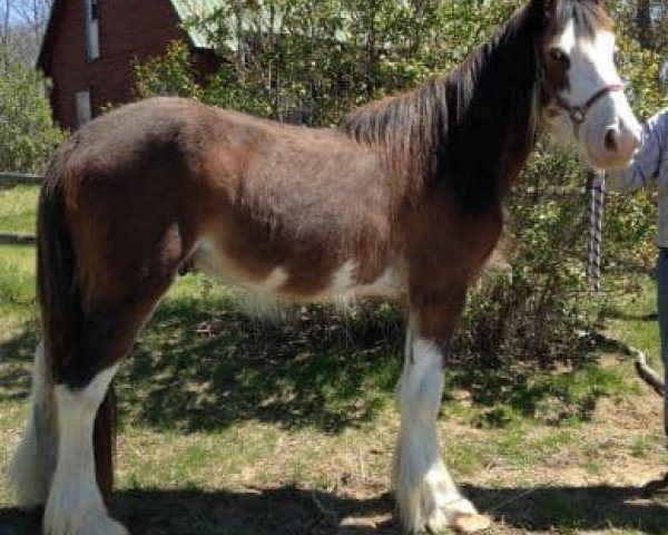 Deckhengst Rocky of Pine View Ranch (Clydesdale, 2017, von Elmer of Big Shoe)