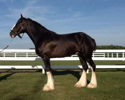 Pferd Castlerock Like A Boss (Clydesdale, 2017, von Somewhere Doc's Black Jack)