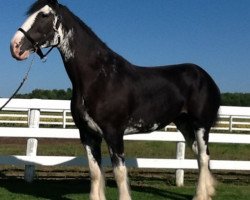 Zuchtstute Diamond S Francheska (Clydesdale, 2011, von Armageddon's Lord Solomon)