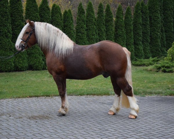 Pferd Gandras (Polnisches Kaltblut, 2017)