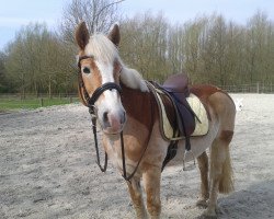 Pferd Wendy (Haflinger, 1993, von Strizzi v.d.Heksenketel)