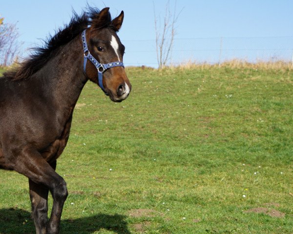 horse Stella (Quarter Horse, 2020, from Super Little Chic)