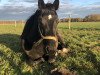 dressage horse Dark-Star (Hanoverian, 2019, from Devonport)