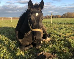 dressage horse Dark-Star (Hanoverian, 2019, from Devonport)